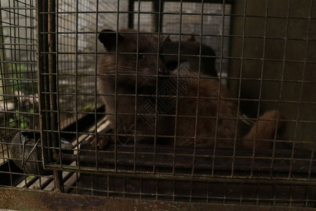 麝香猫走在笼子里亚洲棕榈麝猫用于生产昂贵咖啡KopiLuwak的动物亚洲棕榈果子狸被关在笼子里图片