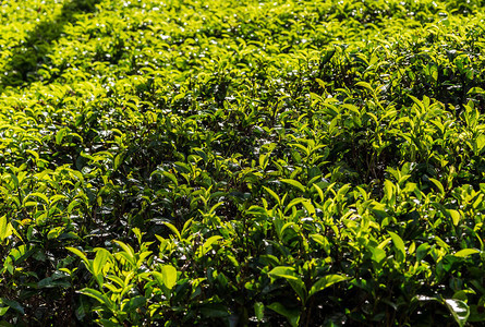 锡兰绿茶种植园景观图片