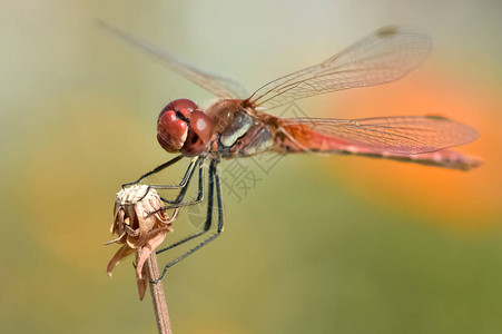 野生动物和蜻蜓的照片图片