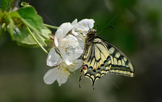 燕尾蝴蝶在盛开的沙库拉树枝上图片