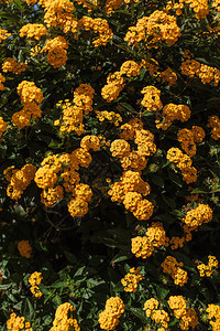 秋色橙花的灌木丛花的背景或纹图片