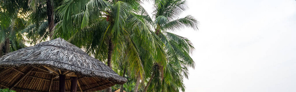从椰子树上放松阴影的地方图片