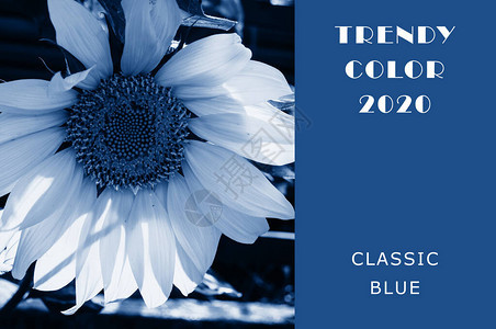 夏季青春开花的向日葵以经典蓝色颜呈现设计时尚有色和对比背图片