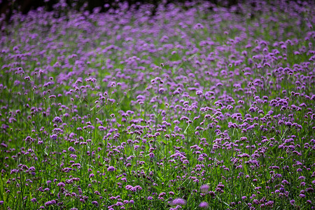 VerbenaBonariensis花背景模糊的紫花选择焦点图片