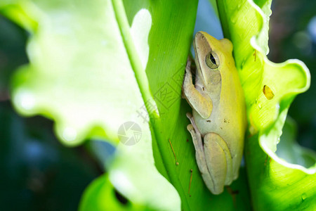 绿叶纹理背景的青蛙聚氯脂质税雄大鼠鸟巢粪图片