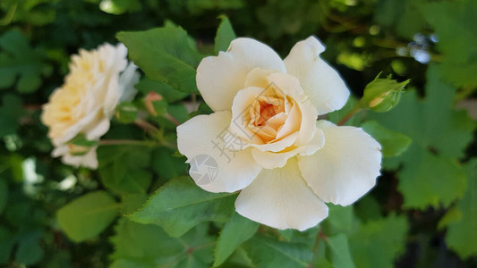 郁葱的精致白玫瑰花瓣特写与模糊的绿叶背景与散焦的玫瑰花和玫瑰花蕾花园里盛开的乳白色玫瑰丛华丽的婚礼鲜花自然之美玫图片