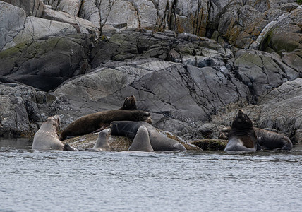 一群金棕色海狮在加拿大托菲诺的海水下太背景图片