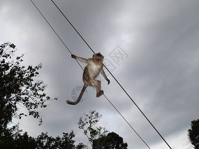 猴子坐在电线上与灰暗阴图片