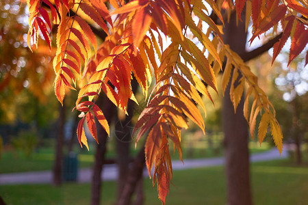 褪色的秋季多彩花楸树枝叶子关闭图片
