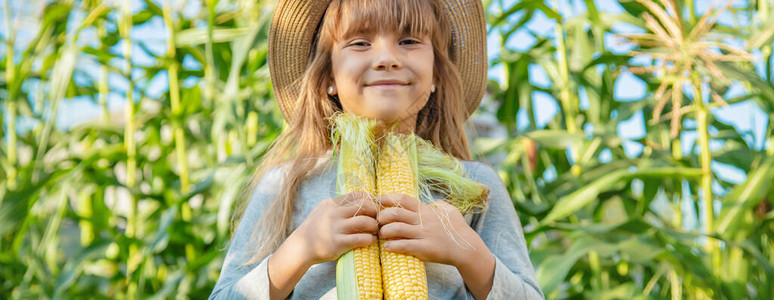 玉米在田地上儿童手中图片