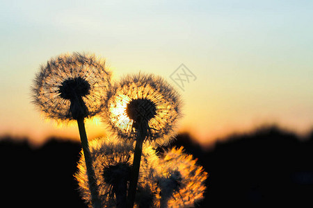 作为自然背景的日落太阳金光中的花朵图片