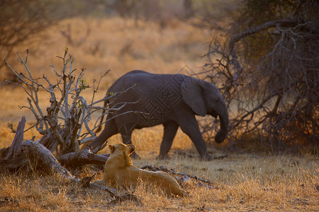 南狮Pantheraleomelanochaita也是东南非狮或东南非狮或Pantherakruegeri成年母狮观察潜在的猎物图片