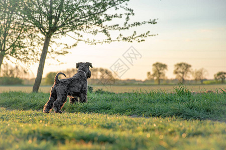 日落时公园里的小黑狗Sch背景图片