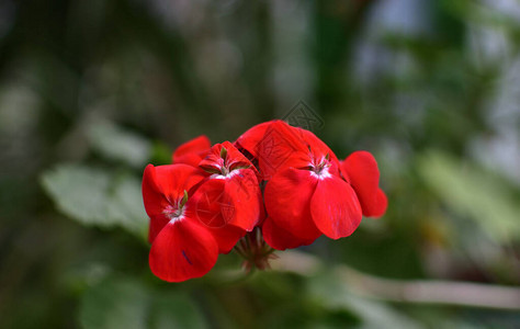 花红色天竺葵孤立的背景特写没有阴影对于设计自然图片