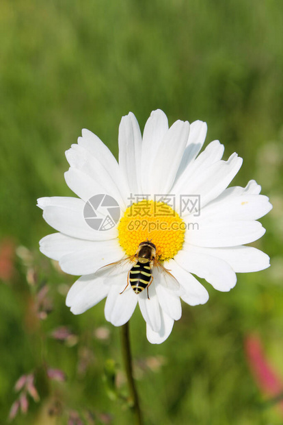 hoverfly坐在牛眼菊草本上的图片草药茶和输液天然化妆品成分生态植物图片