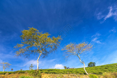 在田野中孤单的树叶茶图片