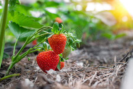 有机天然成熟红草莓的特写绿色灌木生长在隧道温室内图片