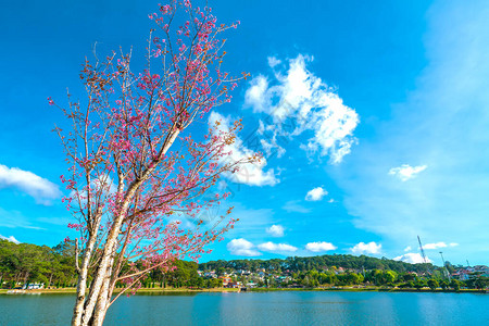 樱桃树在越南大乐府阳光明媚的春天图片