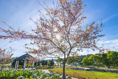 樱桃树在越南大乐府阳光明媚的春天图片