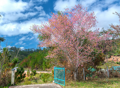 越南高地乡间别墅前栅栏旁的杏樱桃树开花图片