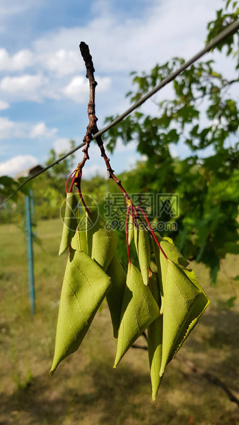 干植物的枝条倒挂在电线上图片