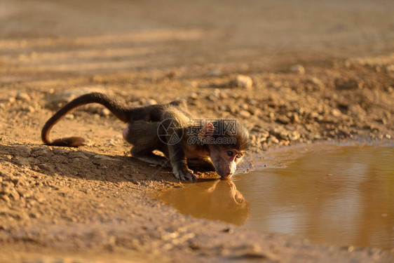 荒野饮水中的狒宝图片