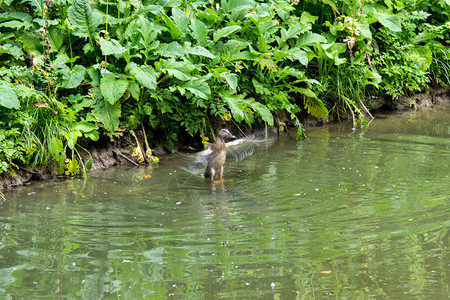 野鸭在池塘里游泳湖中的鸟图片