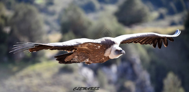 在自然公园飞行的大秃鹫图片
