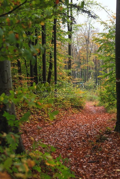 美丽的秋天森林与不同的树木在山林中的步行道落叶林叶中的木头或森图片