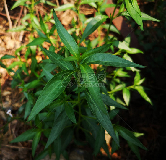 泰国草本苦药王学名穿心莲圆锥状图片