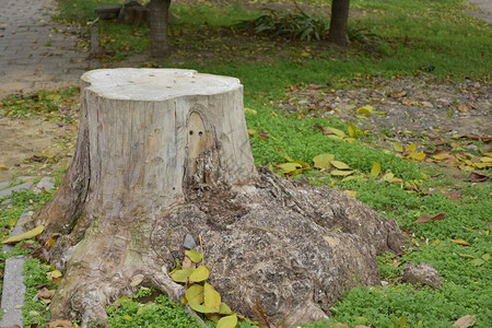 草地木桩图片-草地木桩素材图片大全-摄图网
