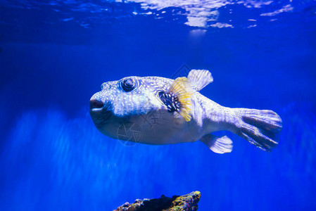 河豚鱼ArothronHispidus在水族馆作为自然水下图片