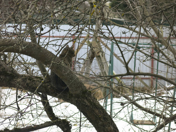 春天猫在大苹果图片