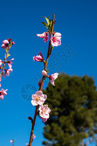 MiradorElHornoCieza的桃花在穆尔西亚地区拍摄的桃树开花桃树李树和油图片