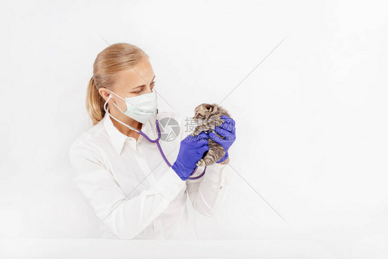 戴面具的兽医在兽医诊所检查一只英国小猫白种背图片