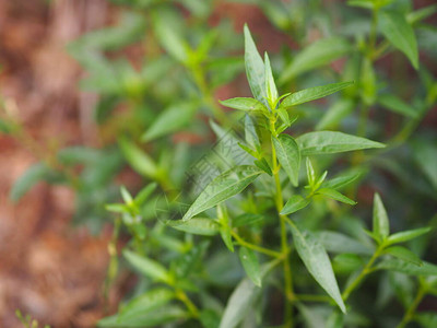 泰国草本苦药王图片