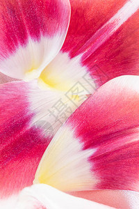 白色和粉红色的郁金香花瓣图片