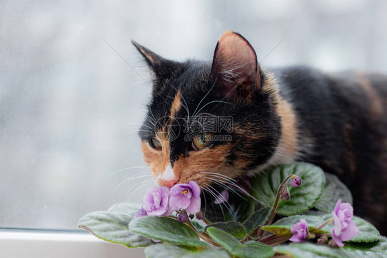 猫和家花在盆里护理关于动物和花卉的文章家花对猫的图片
