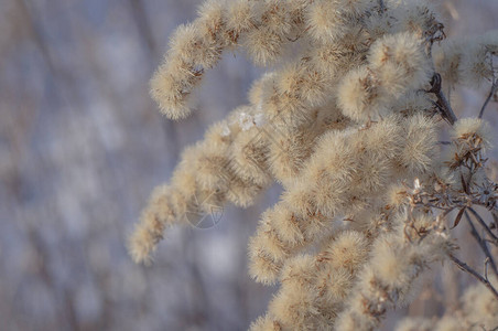 冬季干草的炎干枯野花紧闭干燥图片