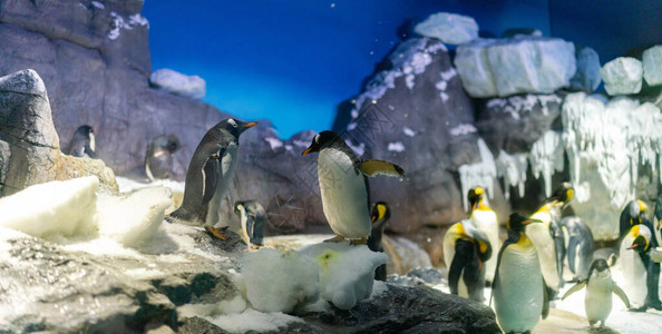 日本大阪天水族馆的金托企鹅图片