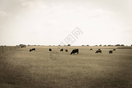 在美国得克萨斯州Waxhachie的大型牧场上图片