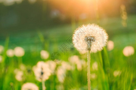 夏季日落时田里的白花朵图片