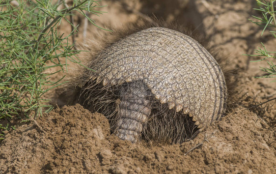 Armadillo挖掘他的洞穴图片