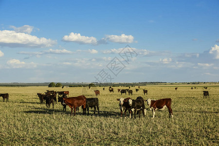 社会经济牛在阿根廷农村布宜诺斯艾利背景