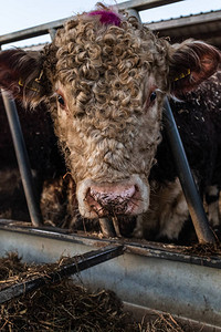 直接拍到一头赫勒特福牛吃干草从谷仓的喂背景图片