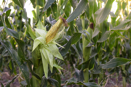玉米种子阿根廷拉潘帕省的玉米田背景