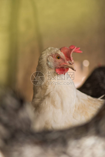 母鸡在舍里喂玉米与鸡群的农场业务鸡舍里的白母鸡图片