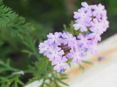 马鞭草科半木本开花植物中柔软的紫色花朵和优良耐热属图片