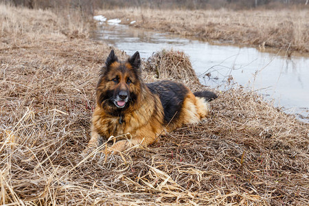 春天的德国牧羊犬躺在小河图片