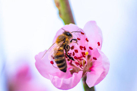 蜜蜂广告图片